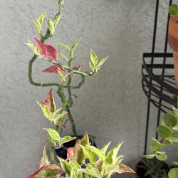 Euphorbia  tithymaloides  plant