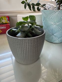 Succulent in Gray Ceramic Planter