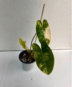 Philodendron Burle Marx Variegated