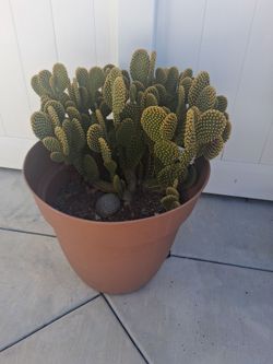 Nopal