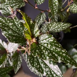 ✨Medora | Begonia✨