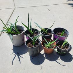 Aloe Vera Plants for Sale