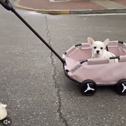 Small Dog Cart / Stroller