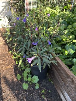 Plant For Sale
