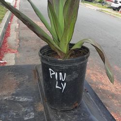 Pineapple Lily Plant 2 - 1 Gallon Pots 