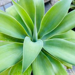 STRIKING 3.5 Gallons Foxtail, Agave Attenuata