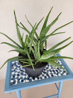 Aloe Plant In Pot