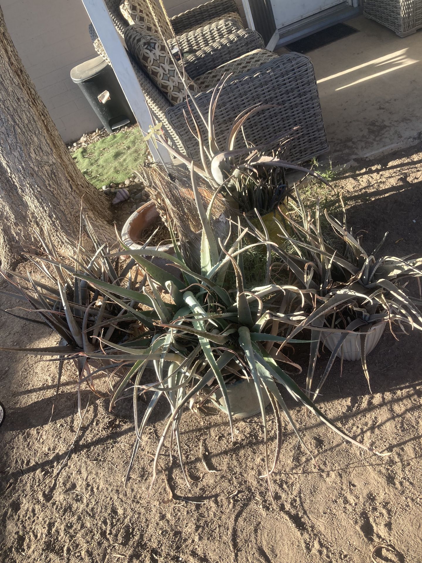 4 Agave Plants