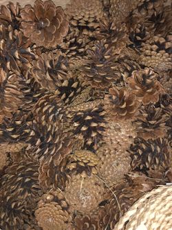 Pine cones 1 to 500