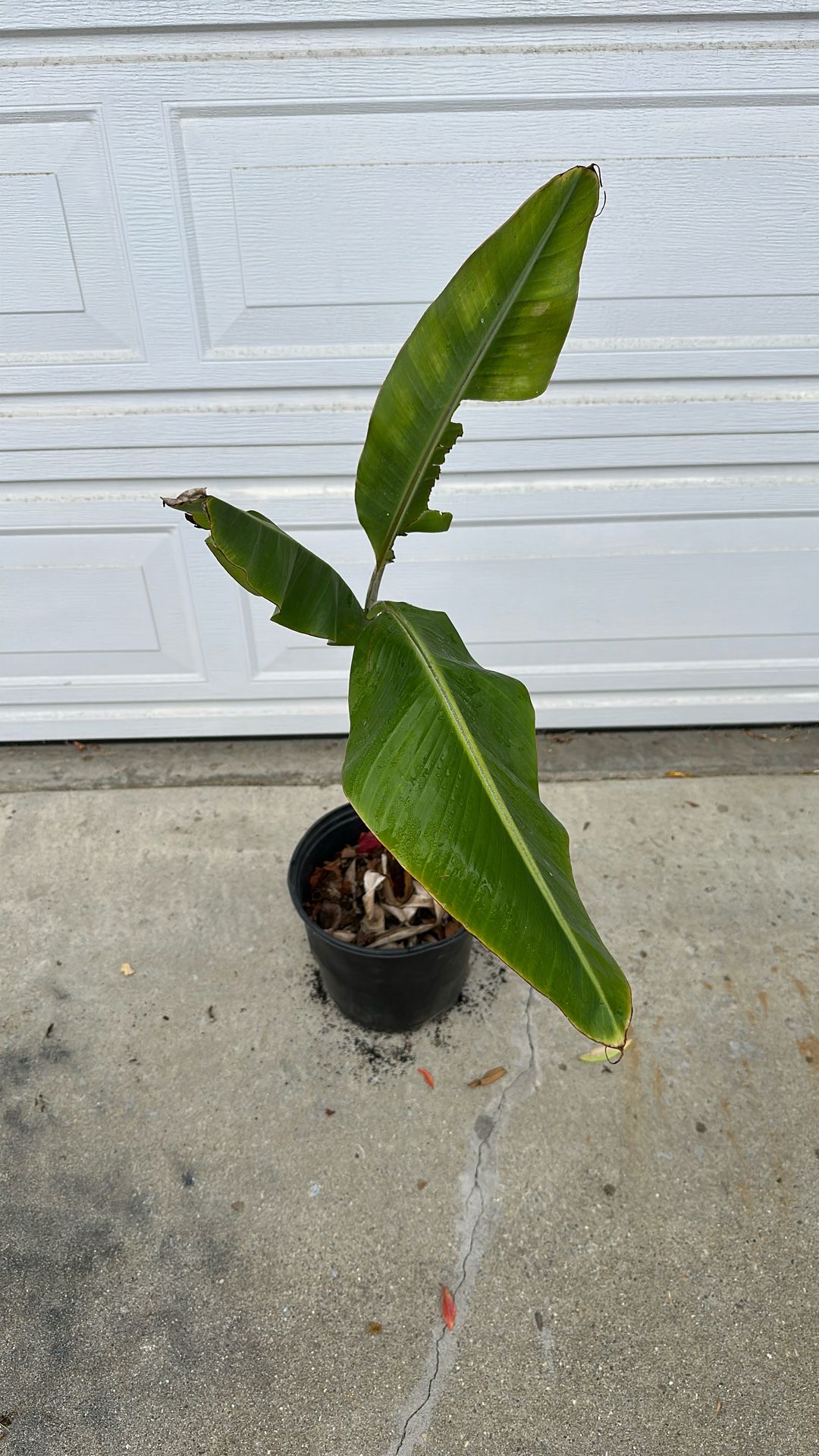 Thia Banana