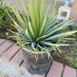 BEATIBUL CACTUS PLANT READY FOR TRASPLANTER 