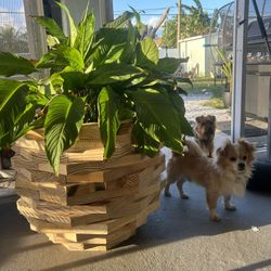 Wide Opening For Plants Gorgeous 