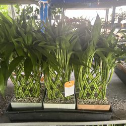 Lucky Bamboo In Clay Pot. SPECIAL PRICE 🤩