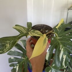 Florida Beauty Philodendron House Plant 