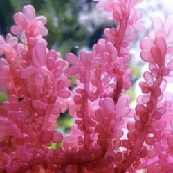 Red Grape Macroalgae Frag For Coral Reef Tank