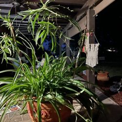 Spider Plant With Ceramic Pot
