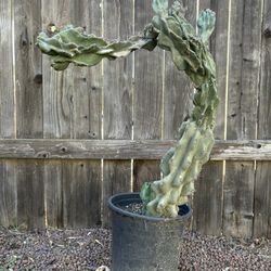 Exotic Cactus 🌵Myrtillocactus Geometrizans Boobie Cactus 22” H