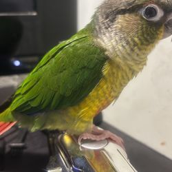 Green Cheek