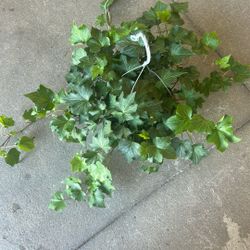 Ivy Rooted Potted