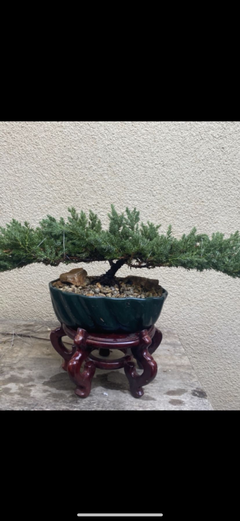 Bonsai Flying Eagle Japanese Garden Junipers $60 Each Firm On Price