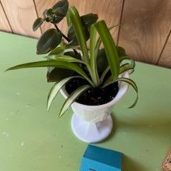 Spider And Tradescantia Plants In Milk Glass Flower Pot Planter