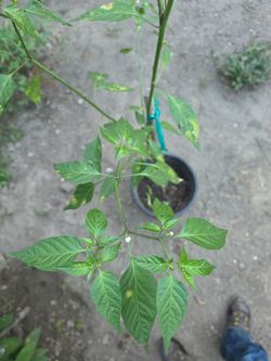 Thai flowering chili plant 4'-8"