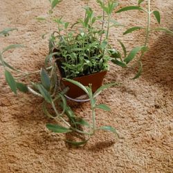 Mother Of Thousand Plant 