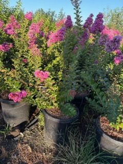 Crepe myrtle