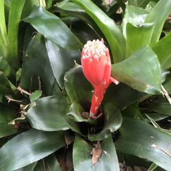 Beautiful Plants Already Blooming 