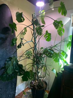 Monstera Plant