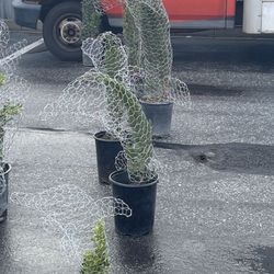 Dolphin Topiaries With Plant $25 And Up 