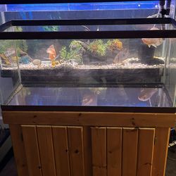 39 Gallon Tank 