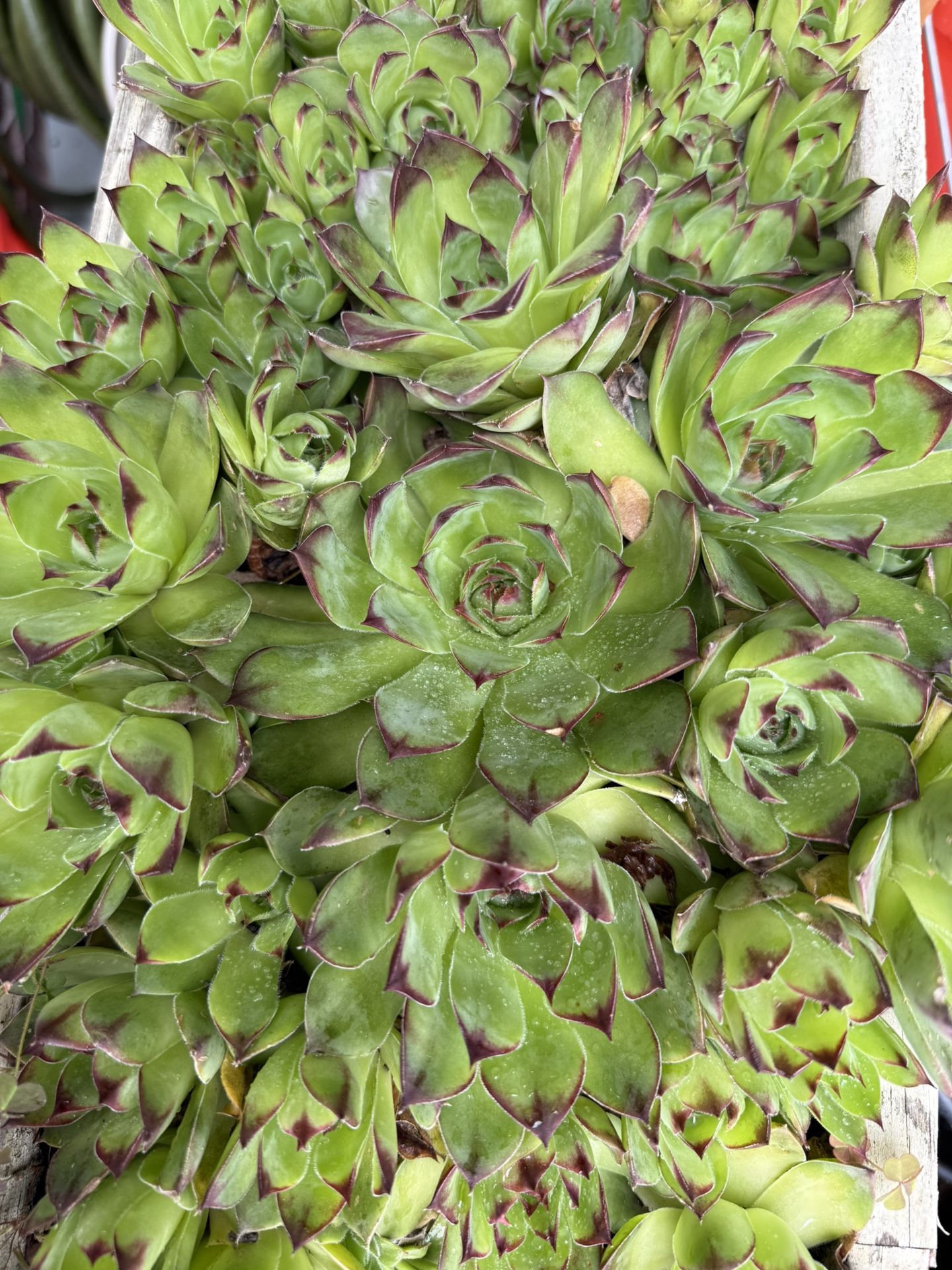 Succulents