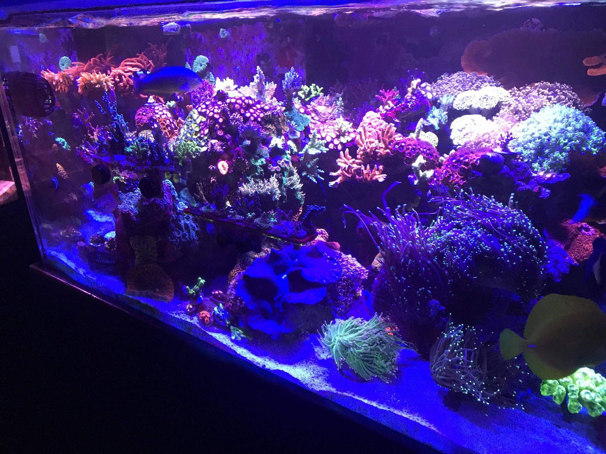 Various FAKE Aquarium Decorations