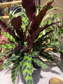 Calathea Medallion Live Houseplant