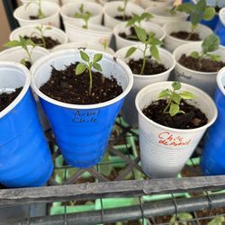 Árbol chili starter plant
