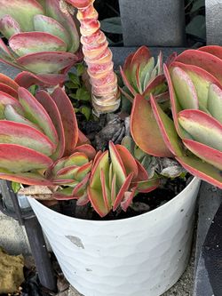 Succulents Clippings and many More! $1-$3