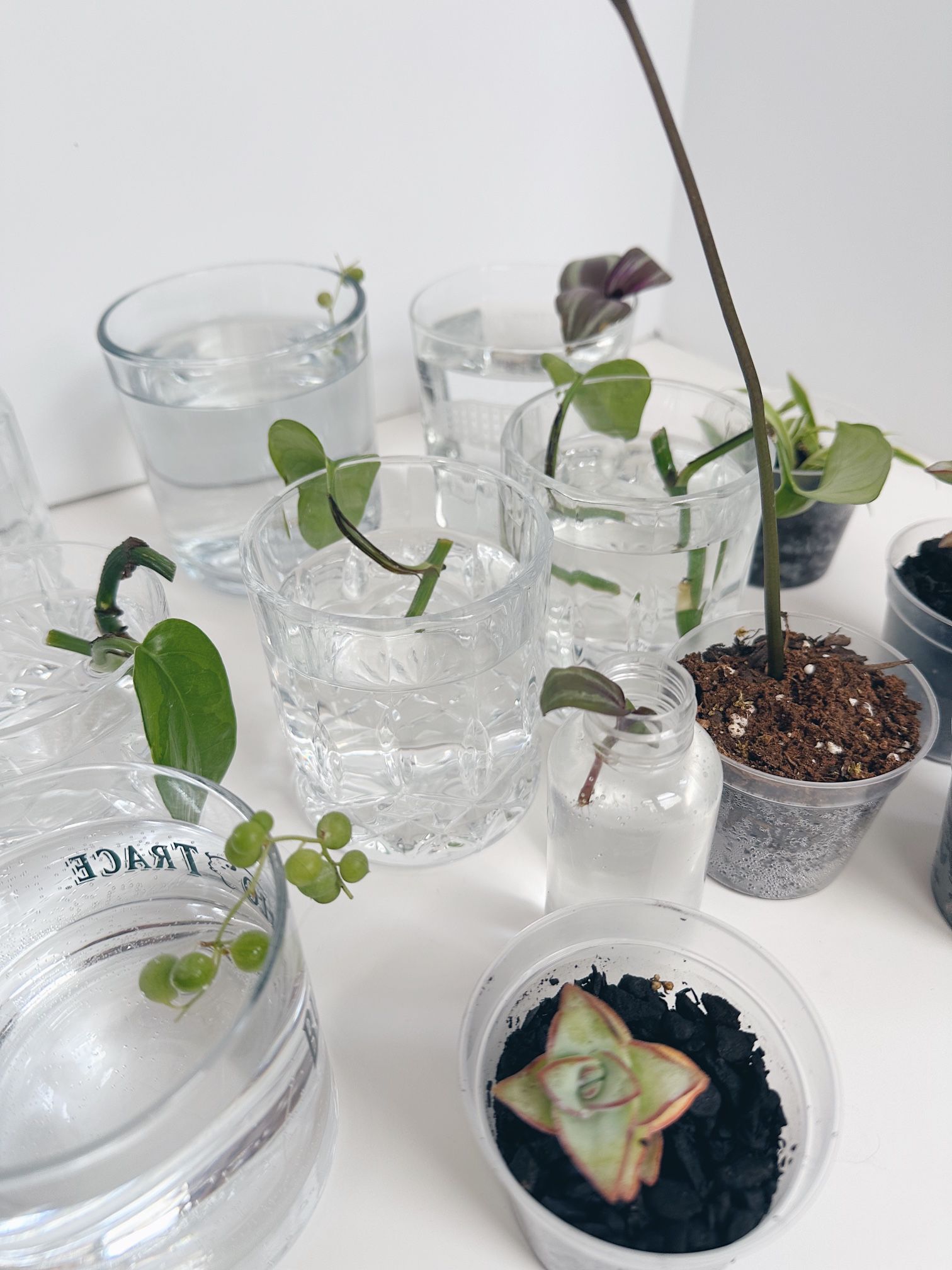 Plant Cuttings- Moving Sale! $5 Each Glassware Included!