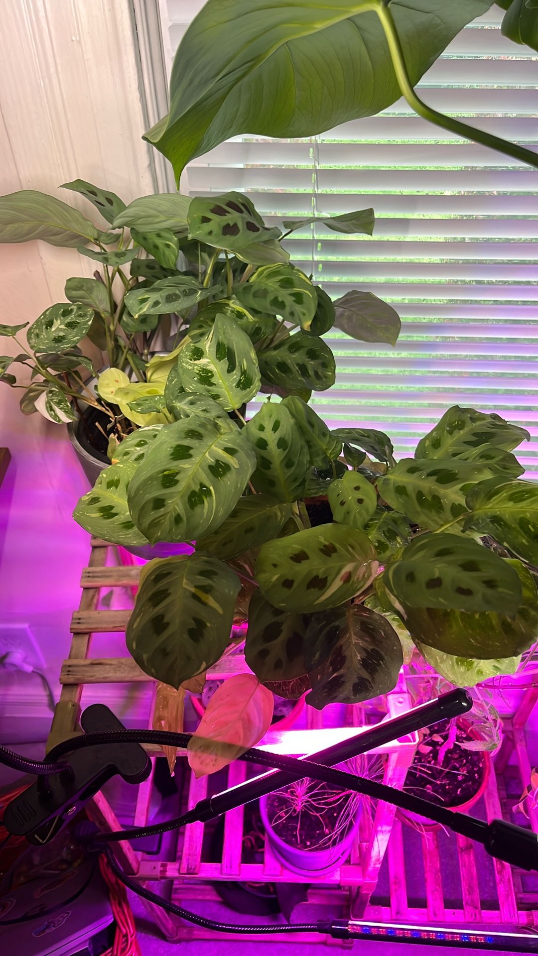 Maranta Prayer Plants