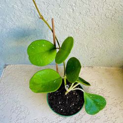 Hoya Obovata Plant 