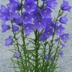 Summer Blue Bell Perennial Plant
