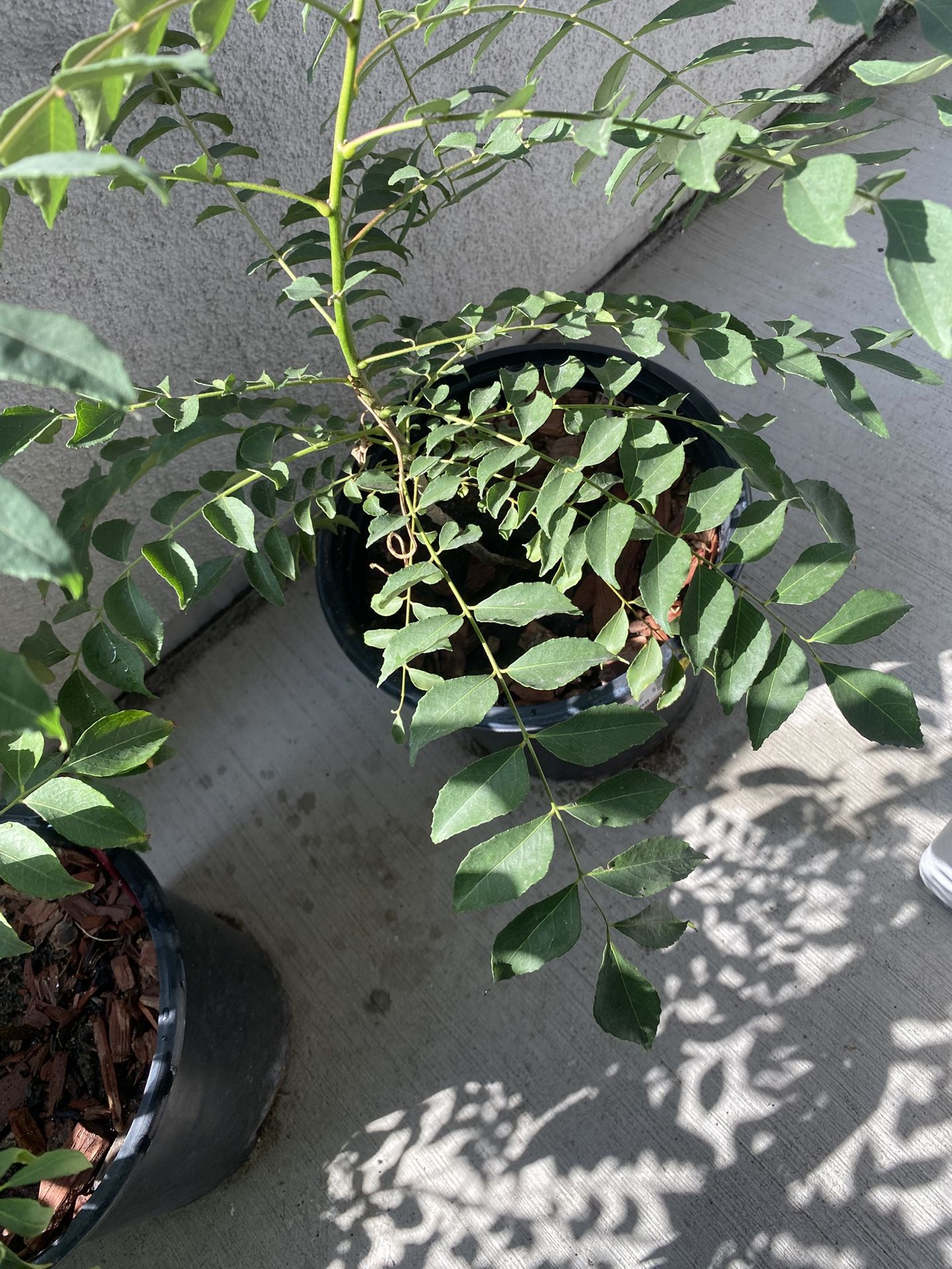 Curry Leaf Plants (Medium size)