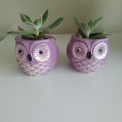 Beautiful Succulent in Ceramic Pot 