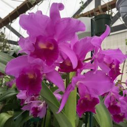 Cattleya Orchids 