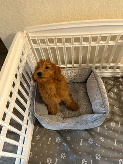 Medium size dog bed