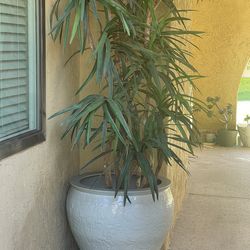 Large indoor or outdoor plant