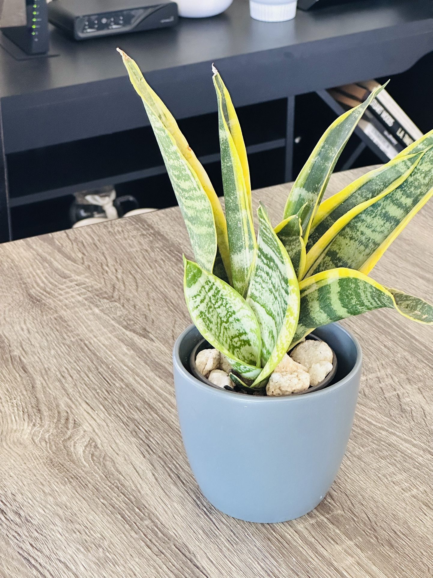 Grey Ceramic Pot With Sensevieria Plant 