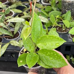 Hoya Chouke 