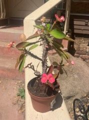 Small Crown Of Thorns Succulent 