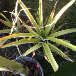 $10 pineapple plant in five gallon
